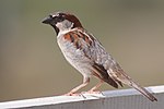 House Sparrow