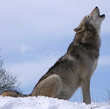 Photo of a wolf howling