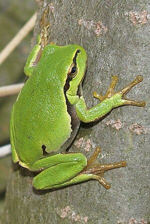 Hyla arborea