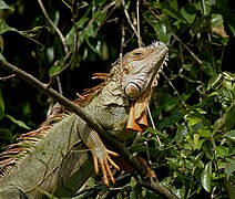 Iguana se prélassant au soleil.