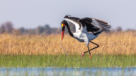 Saddle-billed stork, by Poco a poco