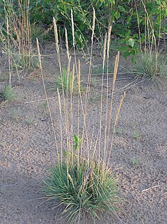 Description de l'image Koeleria glauca (habitus).jpg.