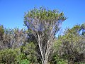 Kunzea ericifolia in a melaleuca thicket (approx 4 m tall), north side of Lake Seppings