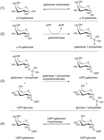 Steps in the Leloir pathway of galactose metabolism.