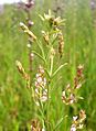 Lespedeza leptostachya