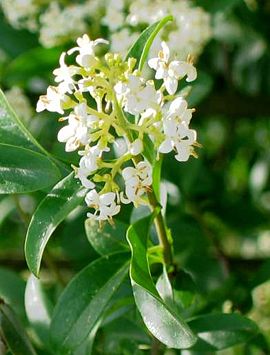 ჩვეულებრივი კვიდო (Ligustrum vulgare)