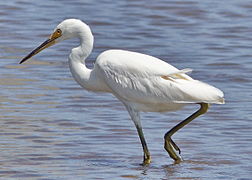 Photographie d'une aigrette garzette.