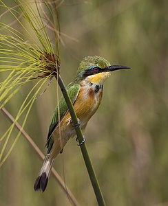 Little bee-eater, by Charlesjsharp