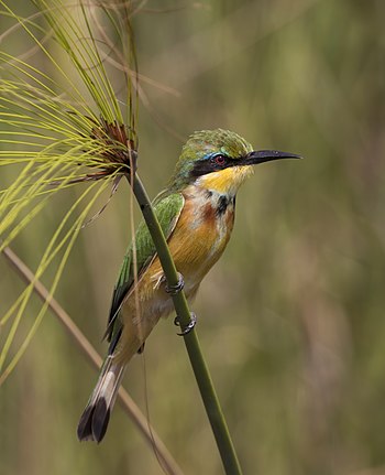 Little bee-eater