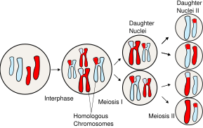 Sorting of homologous chromosomes during meiosis