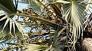 Medemia argun's immature fruits.