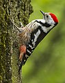 Middle-spotted woodpecker
