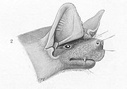 Drawing of bat head