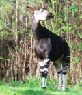 Okapi