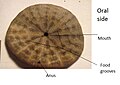 Diagram of oral side