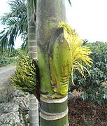 Inflorescence enchâssée par deux spathes