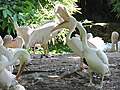 Pelican in flock