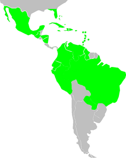 Distribución del género