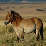 Cheval de Przewalski à la robe pangarée.