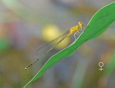 Pseudagrion decorum female