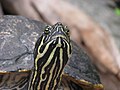 Trachemys scripta scripta