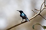 Purpursolfågel (Cinnyris asiatica) i Gujarat.