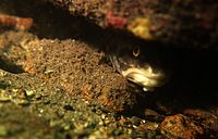 Rock ling beneath Edithburgh jetty