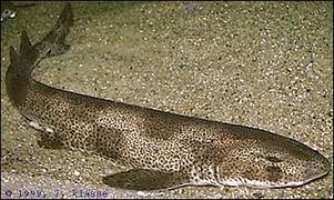 Scyliorhinus canicula