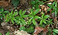 Plant of Rubia peregrina