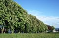 Die Schmidt-Rottluff-Allee in Sierksdorf aus Südwest