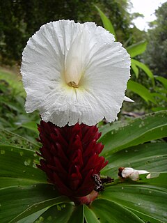 Description de l'image Starr_030807-0069_Costus_speciosus.jpg.