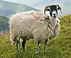 Swaledale ewe in the Lake District