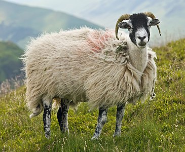 Swaledale sheep, by David Iliff