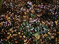 Cyclamen hederifolium clump