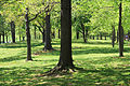 Trees are scattered throughout the park