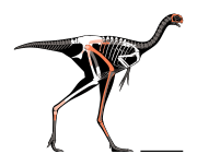 Skeletal diagram