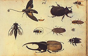 Les Insectes, Kupferstich-Kabinett (Dresde)