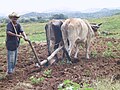 A plow is pulled by oxen, rural area, Cuba