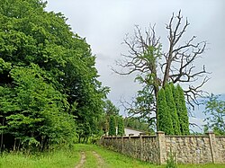 Oak of Trentovskyi