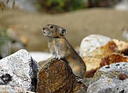 Brown pika