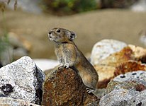 A northern pika peeks over a rock in Momsky National Park, Russia. Photo by Юрий Емельянов