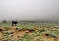 Dog and sheep