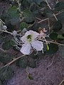 Caper flower in Ab Pakhsh