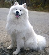 Samoyedo