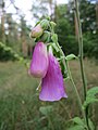 D. purpurea u Schwetzinger Hardtu, cvijet