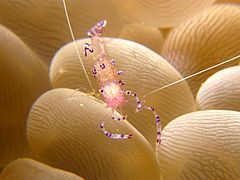 Camarón Ancylomenes tosaensis en P. sinuosa.