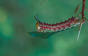 Anisota virginiensis (Saturniidae, Ceratocampinae)