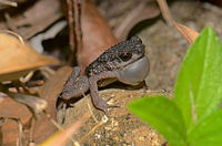 Ansonia spinulifer