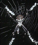 Argiope argentata