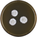 Aspergillus protuberus growing on MEAOX plate